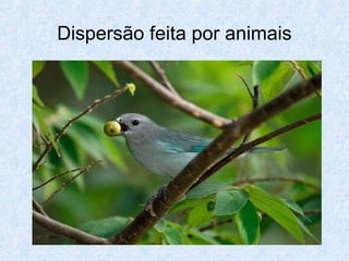 Dispersão feita por animais

 