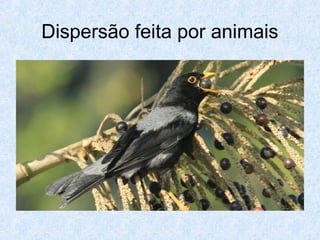 Dispersão feita por animais

 