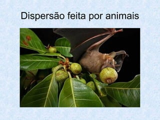Dispersão feita por animais

 