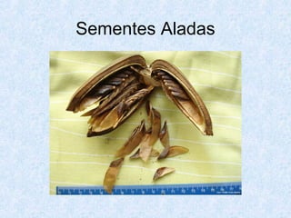 Sementes Aladas

 