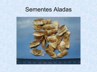 Sementes Aladas

 