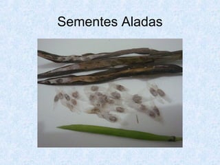 Sementes Aladas

 