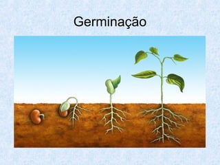 Germinação

 