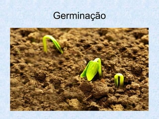 Germinação

 