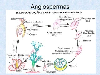 Angiospermas

 