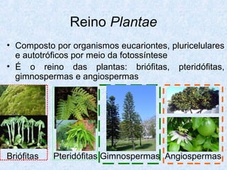 Reino Plantae
• Composto por organismos eucariontes, pluricelulares
e autotróficos por meio da fotossíntese
• É o reino das plantas: briófitas, pteridófitas,
gimnospermas e angiospermas

Briófitas

Pteridófitas Gimnospermas Angiospermas

 