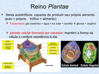 Reino Plantae
 Seres autotróficos: capazes de produzir seu próprio alimento
(auto = próprio trófico = alimento)
 Fotossíntese: gás carbônico + água + luz solar + clorofila  glicose + oxigênio
 parede celular formada por celulose: mantém a forma da
célula e confere resistência à ela

 