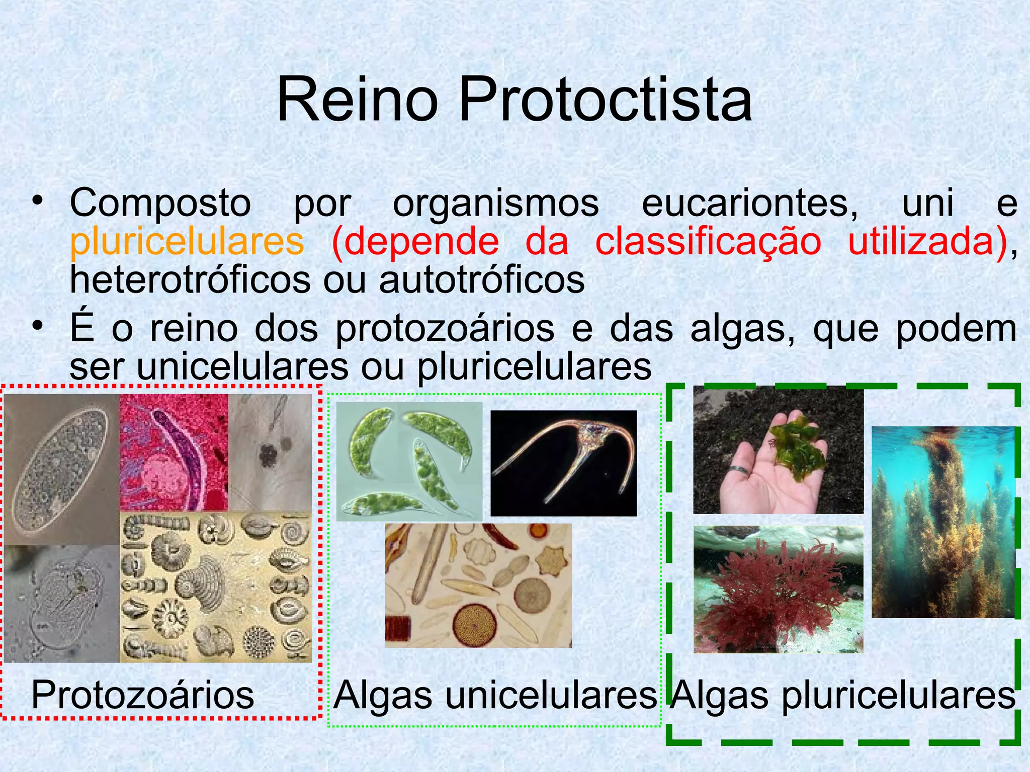 Aula 7º ano - Reino Protoctista | PPT