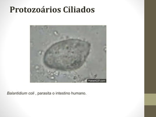 Protozoários Ciliados
Balantidium coli , parasita o intestino humano.
 
