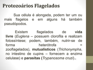 Protozoários Flagelados
Sua célula é alongada, podem ter um ou
mais flagelos e em alguns há também
pseudópodos.
Existem flagelados de vida
livre (Euglena – possuem clorofila e realizam
fotossíntese; podem, também, nutrir-se de
forma heterótrofa =
zooflagelados), mutualísticos (Trichonympha,
no intestino de cupins – fornecem a enzima
celulase) e parasitas (Trypanosoma cruzi)..
 