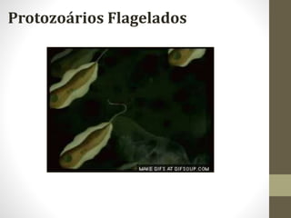 Protozoários Flagelados
 