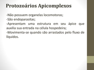 Protozoários Apicomplexos
-Não possuem organelas locomotoras;
-São endoparasitas;
-Apresentam uma estrutura em seu ápice que
auxilia sua entrada na célula hospedeira;
-Movimenta-se quando são arrastados pelo fluxo de
líquidos.
 