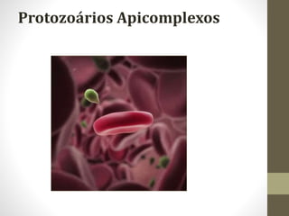 Protozoários Apicomplexos
 