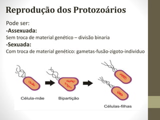 Reprodução dos Protozoários
Pode ser:
-Assexuada:
Sem troca de material genético – divisão binaria
-Sexuada:
Com troca de material genético: gametas-fusão-zigoto-individuo
 