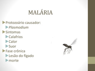MALÁRIA
Protozoário causador:
Plasmodium
Sintomas
Calafrios
Calor
Suor
Fase crônica
Lesão do fígado
morte
 