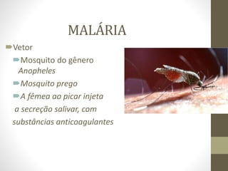 MALÁRIA
Vetor
Mosquito do gênero
Anopheles
Mosquito prego
A fêmea ao picar injeta
a secreção salivar, com
substâncias anticoagulantes
 