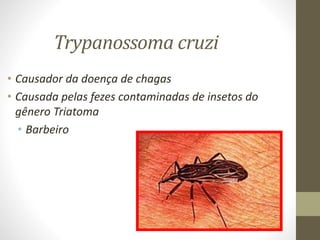 Trypanossoma cruzi
• Causador da doença de chagas
• Causada pelas fezes contaminadas de insetos do
gênero Triatoma
• Barbeiro
 