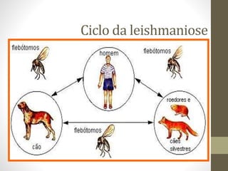 Ciclo da leishmaniose
 