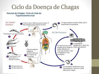 Ciclo da Doença de Chagas
 