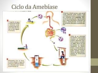 Ciclo da Amebíase
 