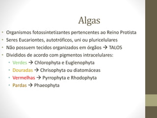Algas
• Organismos fotossintetizantes pertencentes ao Reino Protista
• Seres Eucariontes, autotróficos, uni ou pluricelulares
• Não possuem tecidos organizados em órgãos  TALOS
• Divididos de acordo com pigmentos intracelulares:
• Verdes  Chlorophyta e Euglenophyta
• Douradas  Chrisophyta ou diatomáceas
• Vermelhas  Pyrrophyta e Rhodophyta
• Pardas  Phaeophyta
 