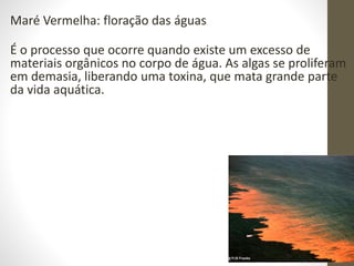 Maré Vermelha: floração das águas
É o processo que ocorre quando existe um excesso de
materiais orgânicos no corpo de água. As algas se proliferam
em demasia, liberando uma toxina, que mata grande parte
da vida aquática.
 
