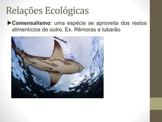 Relações Ecológicas
Comensalismo: uma espécie se aproveita dos restos
alimentícios de outro. Ex. Rêmoras e tubarão
 