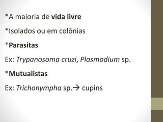 *A maioria de vida livre
*Isolados ou em colônias
*Parasitas
Ex: Trypanosoma cruzi, Plasmodium sp.
*Mutualistas
Ex: Trichonympha sp. cupins
 