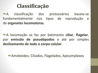 A classificação dos protozoários baseia-se
fundamentalmente nos tipos de reprodução e
de organelas locomotoras.
A locomoção se faz por batimento ciliar, flagelar,
por emissão de pseudópodos e até por simples
deslizamento de todo o corpo celular.
Ameboides, Ciliados, Flagelados, Apicomplexos
Classificação
 