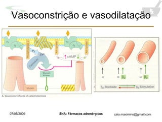 Vasoconstrição e vasodilatação 