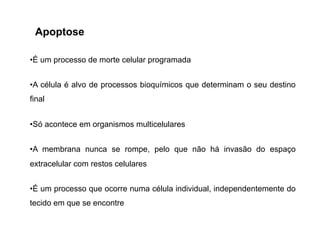 •É um processo de morte celular programada
•A célula é alvo de processos bioquímicos que determinam o seu destino
final
•Só acontece em organismos multicelulares
•A membrana nunca se rompe, pelo que não há invasão do espaço
extracelular com restos celulares
•É um processo que ocorre numa célula individual, independentemente do
tecido em que se encontre
Apoptose
 