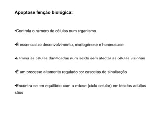 Apoptose função biológica:
•Controla o número de células num organismo
•É essencial ao desenvolvimento, morfogénese e homeostase
•Elimina as células danificadas num tecido sem afectar as células vizinhas
•É um processo altamente regulado por cascatas de sinalização
•Encontra-se em equilíbrio com a mitose (ciclo celular) em tecidos adultos
sãos
 