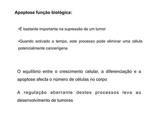 O equilíbrio entre o crescimento celular, a diferenciação e a
apoptose afecta o número de células no corpo
A regulação aberrante destes processos leva ao
desenvolvimento de tumores
•É bastante importante na supressão de um tumor
•Quando activado a tempo, este processo pode eliminar uma célula
potencialmente cancerígena
Apoptose função biológica:
 