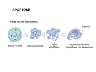 Célula Normal Célula apoptótica
Corpos
apoptóticos
Fagócito
Fagocitose da célula
apoptótica e dos fragmentos
APOPTOSE
Morte celular programada
 