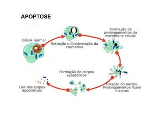 APOPTOSE
 