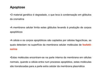 •O material genético é degradado, o que leva à condensação em glóbulos
da cromatina
•A membrana celular limita estes glóbulos levando à produção de corpos
apoptóticos
•A célula e os corpos apoptóticos são captados por células fagocíticas, as
quais detectam na superfície da membrana celular moléculas de fosfatil-
serina
•Estas moléculas encontram-se na parte interna da membrana em células
normais, quando a célula entra num processo apoptótico, estas moléculas
são translocadas para a parte extra celular da membrana plasmática
Apoptose
 