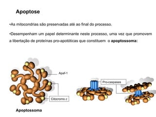 •As mitocondrias são preservadas até ao final do processo.
•Desempenham um papel determinante neste processo, uma vez que promovem
a libertação de proteínas pro-apotóticas que constituem o apoptossoma:
Apaf-1
Citocromo c
Pro-caspases
Apoptossoma
Apoptose
 