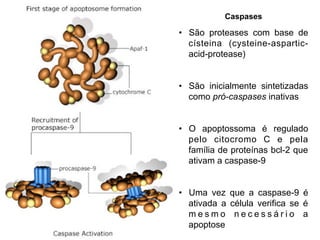 Caspases
• São proteases com base de
císteina (cysteine-aspartic-
acid-protease)
• São inicialmente sintetizadas
como pró-caspases inativas
• O apoptossoma é regulado
pelo citocromo C e pela
família de proteínas bcl-2 que
ativam a caspase-9
• Uma vez que a caspase-9 é
ativada a célula verifica se é
m e s m o n e c e s s á r i o a
apoptose
 