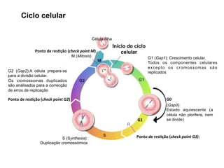 Ciclo celular
S (Synthesis):
Duplicação cromossómica
G2 (Gap2):A célula prepara-se
para a divisão celular.
Os cromossomas duplicados
são analisados para a correcção
de erros de replicação
M (Mitosis)
Célula filha
(Gap0):
Estado aquiescente (a
célula não plorifera, nem
se divide)
Ponto de res*ção (check point G1):
Início do ciclo
celular
G1 (Gap1): Crescimento celular.
Todos os componentes celulares
excepto os cromossomas são
replicados
G1
G0
Ponto de res*ção (check point M)
Ponto de res*ção (check point G2)
 