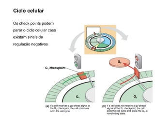 Ciclo celular
Os check points podem
parár o ciclo celular caso
existam sinais de
regulação negativos
 