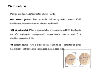 Pontos de Restrição/controlo: Check Points
•G1 check point: Pára o ciclo celular quando detecta DNA
danificado, impedindo a sua síntese na fase S
•G2 check point: Pára o ciclo celular em resposta a DNA danificado
ou não replicado, assegurando desta forma que a fase S é
devidamente concluída
•M check point: Pára o ciclo celular quando são detectados erros
na mitose: Problemas na segregação cromossómica
Ciclo celular
 