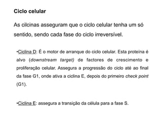 •Ciclina D: É o motor de arranque do ciclo celular. Esta proteína é
alvo (downstream target) de factores de crescimento e
proliferação celular. Assegura a progressão do ciclo até ao final
da fase G1, onde ativa a ciclina E, depois do primeiro check point
(G1).
•Ciclina E: assegura a transição da célula para a fase S.
As cilcinas asseguram que o ciclo celular tenha um só
sentido, sendo cada fase do ciclo irreversível.
Ciclo celular
 