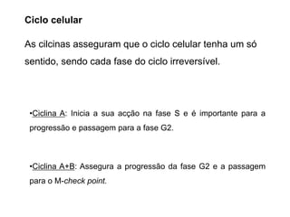 •Ciclina A: Inicia a sua acção na fase S e é importante para a
progressão e passagem para a fase G2.
•Ciclina A+B: Assegura a progressão da fase G2 e a passagem
para o M-check point.
As cilcinas asseguram que o ciclo celular tenha um só
sentido, sendo cada fase do ciclo irreversível.
Ciclo celular
 