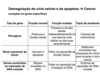 Desregulação do ciclo celular e da apoptose  Cancro
mutações em genes específicos
Tipo de gene Função normal Função mutada Tipos de proteinas
Oncogene
Promove a
divisão celular
Promove a divisão
celular
independentemente da
sua fase do ciclo
celular ou das suas
características
Factores de
crescimento
Gene supressor de
tumor
Activam a
apoptose
Falha na supressão da
divisão celular
Moléculas
envolvidas nos
processos de check
point durante o ciclo
celular
Genes envolvidos
na reparação de
DNA mutado
Repara
mutações no
DNA
Falas na reparação de
mutações no DNA
Enzimas de
reparação de DNA
mutado
 