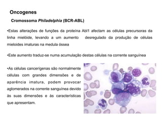 Cromossoma Philadelphia (BCR-ABL)
•Estas alterações de funções da proteína Abl1 afectam as células precursoras da
linha mielóide, levando a um aumento desregulado da produção de células
mieloides imaturas na medula óssea
•Este aumento traduz-se numa acumulação destas células na corrente sanguínea
•As células cancerígenas são normalmente
células com grandes dimensões e de
aparência imatura, podem provocar
aglomerados na corrente sanguínea devido
às suas dimensões e às características
que apresentam.
Oncogenes
 