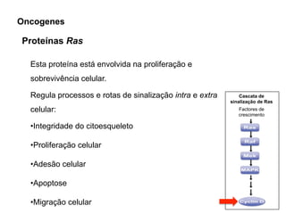 Esta proteína está envolvida na proliferação e
sobrevivência celular.
Regula processos e rotas de sinalização intra e extra
celular:
•Integridade do citoesqueleto
•Proliferação celular
•Adesão celular
•Apoptose
•Migração celular
Proteínas Ras
Oncogenes
Cascata de
sinalização de Ras
Factores de
crescimento
 