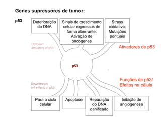 p53 Fig pg. 120
Activadores de p53
Funções de p53
Stress
oxidativo;
Mutações
pontuais
Sinais de crescimento
celular expressos de
forma aberrante;
Ativação de
oncogenes
Deterioração
do DNA
Ativadores de p53
Funções de p53/
Efeitos na célula
Pára o ciclo
celular
Apoptose Reparação
do DNA
danificado
Inibição de
angiogenese
p53
Genes supressores de tumor:
 