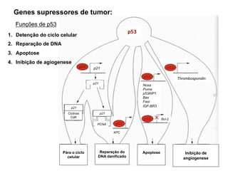 Pára o ciclo
celular
Apoptose
Reparação do
DNA danificado
Inibição de
angiogenese
p53
Thrombospondin
Noxa
Puma
p53AIP1
Bax
Fasr
IGF-BR3
Ciclinas
CdK
p21
p21
p21
PCNA
p21
XPC
Funções de p53
Genes supressores de tumor:
1. Detenção do ciclo celular
2. Reparação de DNA
3. Apoptose
4. Inibição de agiogenese
Bcl-2
 