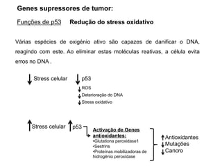 Várias espécies de oxigénio ativo são capazes de danificar o DNA,
reagindo com este. Ao eliminar estas moléculas reativas, a célula evita
erros no DNA .
Stress celular p53
ROS
Deterioração do DNA
Stress oxidativo
Stress celular p53
Activação de Genes
antioxidantes:
•Glutationa peroxidase1
•Sestrins
•Proteínas mobilizadoras de
hidrogénio peroxidase
Antioxidantes
Mutações
Cancro
Genes supressores de tumor:
Funções de p53 Redução do stress oxidativo
 