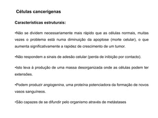 •Não se dividem necessariamente mais rápido que as células normais, muitas
vezes o problema está numa diminuição da apoptose (morte celular), o que
aumenta significativamente a rapidez de crescimento de um tumor.
•Não respondem a sinais de adesão celular (perda de inibição por contacto).
•Isto leva à produção de uma massa desorganizada onde as células podem ter
extensões.
•Podem produzir angiogenina, uma proteína potenciadora da formação de novos
vasos sanguíneos.
•São capazes de se difundir pelo organismo através de metástases
Características estruturais:
Células cancerígenas
 